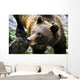Grizzly Bear Wall Mural