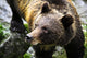 Grizzly Bear Wall Mural