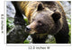 Grizzly Bear Wall Mural