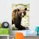 Grizzly Bear Wall Mural