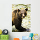 Grizzly Bear Wall Mural