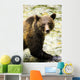 Grizzly Bear Wall Mural