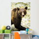 Grizzly Bear Wall Mural