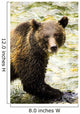 Grizzly Bear Wall Mural
