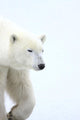 Polar Bear Wall Mural
