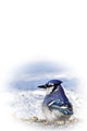 Blue Jay Wall Mural