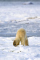 Back Of A Polar Bear Wall Mural