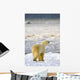 Polar Bear Wall Mural