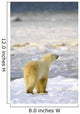 Polar Bear Wall Mural
