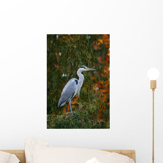 Graureiher Wall Mural