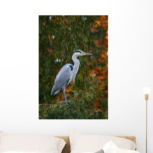 Graureiher Wall Mural