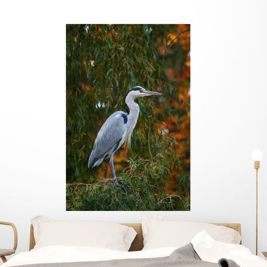 Graureiher Wall Mural