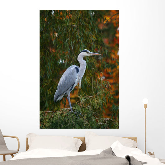 Graureiher Wall Mural