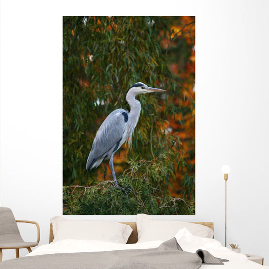 Graureiher Wall Mural