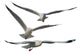 Multiple Flying Seagulls Wall Decal Sticker Set