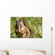 Squirrel Eating A Nut Wall Mural