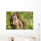 Squirrel Eating A Nut Wall Mural