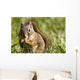 Squirrel Eating A Nut Wall Mural