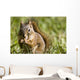 Squirrel Eating A Nut Wall Mural