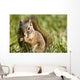 Squirrel Eating A Nut Wall Mural
