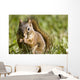 Squirrel Eating A Nut Wall Mural