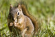 Squirrel Eating A Nut Wall Mural