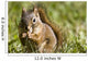 Squirrel Eating A Nut Wall Mural