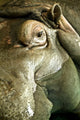 Hippo Wall Mural