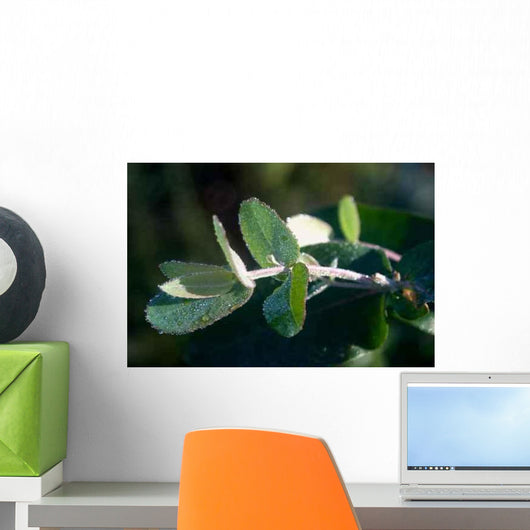 Junger Eukalyptustrieb im Morgentau Wall Decal