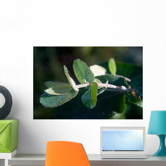 Junger Eukalyptustrieb im Morgentau Wall Decal