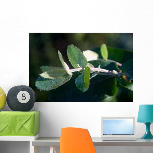 Junger Eukalyptustrieb im Morgentau Wall Decal