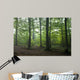 Oak and Hornbeam Trees Wall Mural