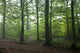 Oak and Hornbeam Trees Wall Mural