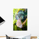 Tropical Fish Wall Mural