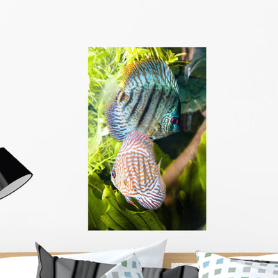 Tropical Fish Wall Mural shown on a wall