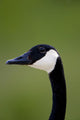 Goose Head Wall Mural