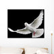 White Dove in Flight 6 Wall Mural