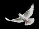 White Dove in Flight 6 Wall Mural