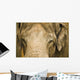 An Elephant's Face Wall Mural