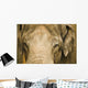 An Elephant's Face Wall Mural