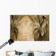 An Elephant's Face Wall Mural