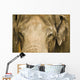 An Elephant's Face Wall Mural