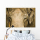 An Elephant's Face Wall Mural