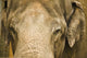 An Elephant's Face Wall Mural