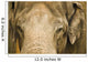 An Elephant's Face Wall Mural