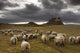 Sheep Grazing By Lindisfarne Castle Wall Mural