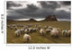 Sheep Grazing By Lindisfarne Castle Wall Mural