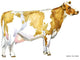 Hand-drawn Watercolor Dairy Cow Wall Decal