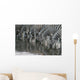 Drinking Zebra Wall Mural