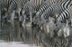 Drinking Zebra Wall Mural